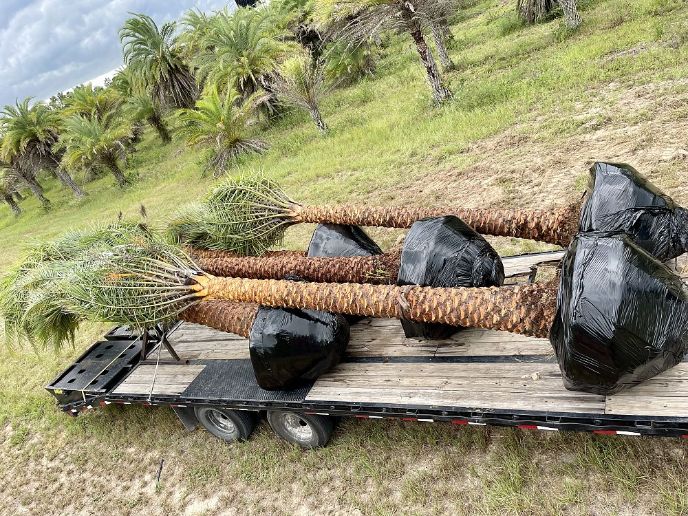 phoenix-sylvestris-sylvester-date-palm-silver-date-palm-wild-date-palm