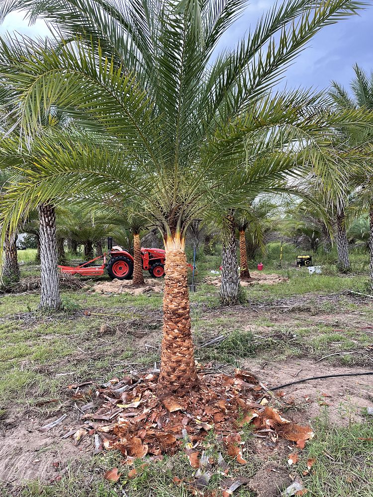 phoenix-sylvestris-sylvester-date-palm-silver-date-palm-wild-date-palm