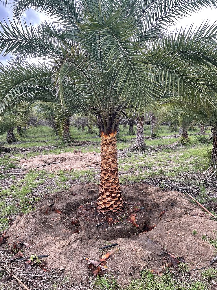 phoenix-sylvestris-sylvester-date-palm-silver-date-palm-wild-date-palm