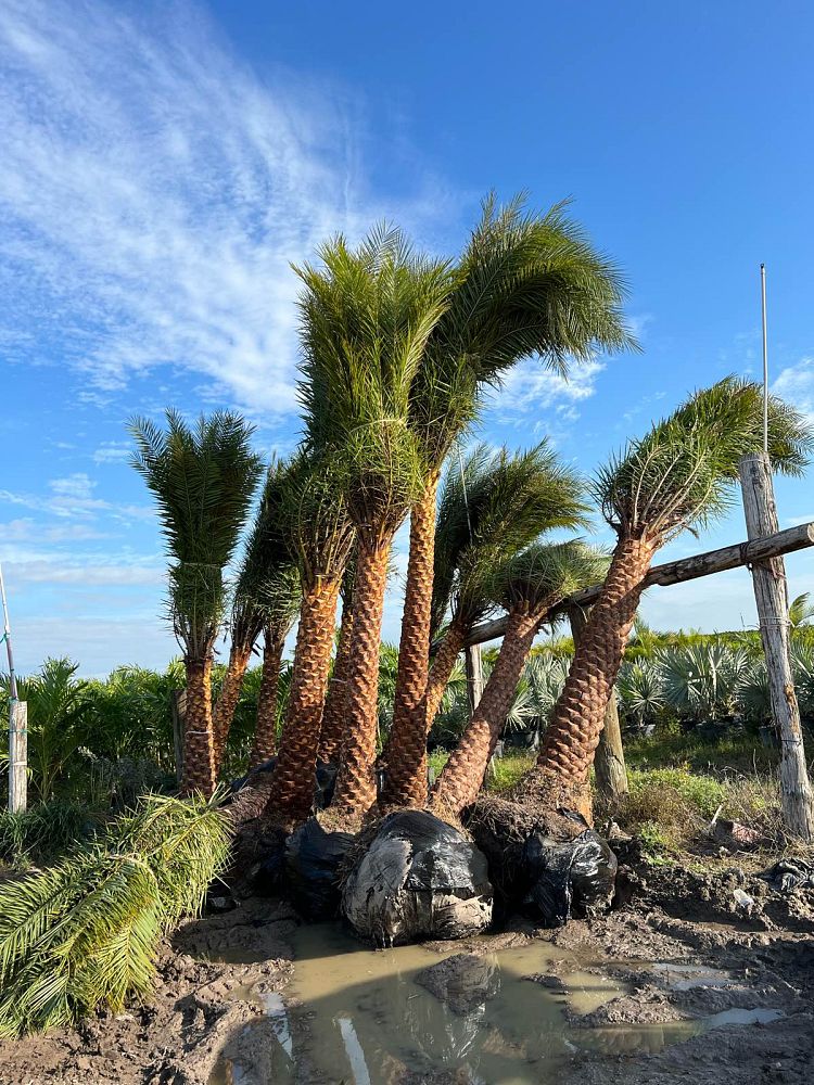 phoenix-sylvestris-sylvester-date-palm-silver-date-palm-wild-date-palm