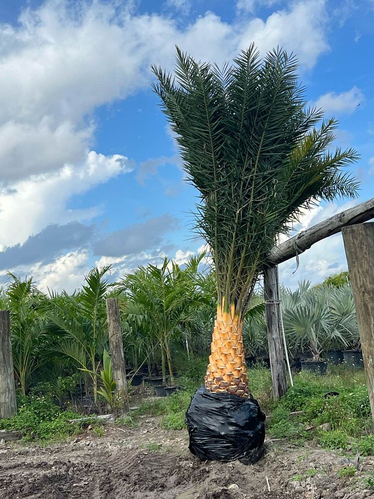 phoenix-sylvestris-sylvester-date-palm-silver-date-palm-wild-date-palm