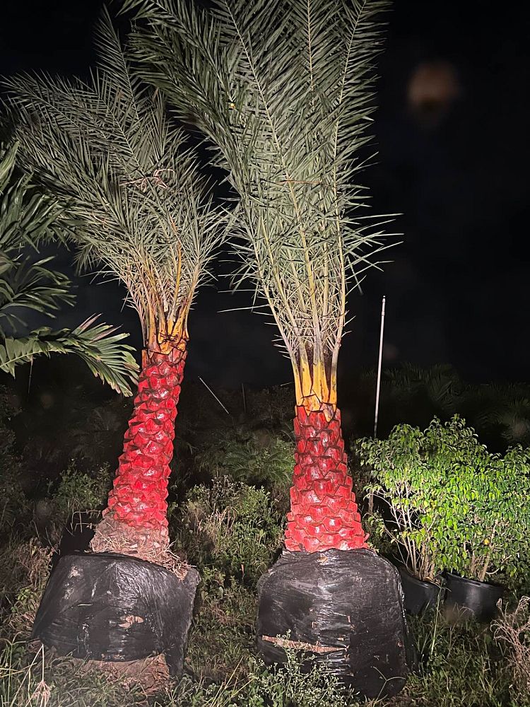 phoenix-sylvestris-sylvester-date-palm-silver-date-palm-wild-date-palm