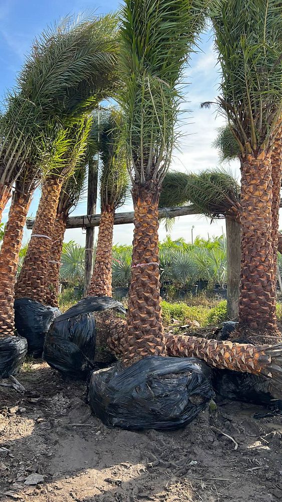 phoenix-sylvestris-sylvester-date-palm-silver-date-palm-wild-date-palm