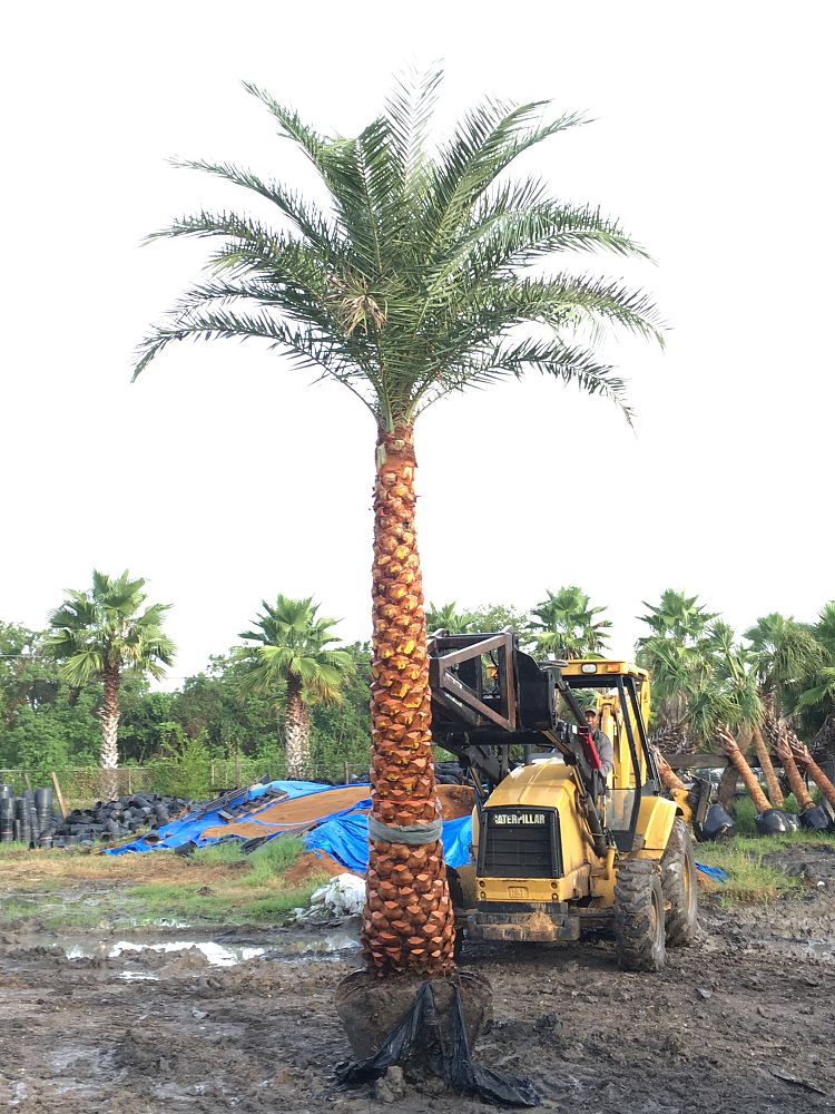 phoenix-sylvestris-sylvester-date-palm-silver-date-palm-wild-date-palm