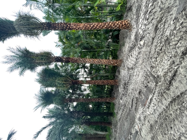 phoenix-sylvestris-sylvester-date-palm-silver-date-palm-wild-date-palm