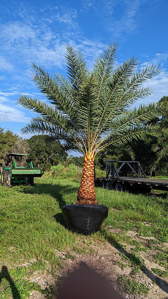 phoenix-sylvestris-sylvester-date-palm-silver-date-palm-wild-date-palm