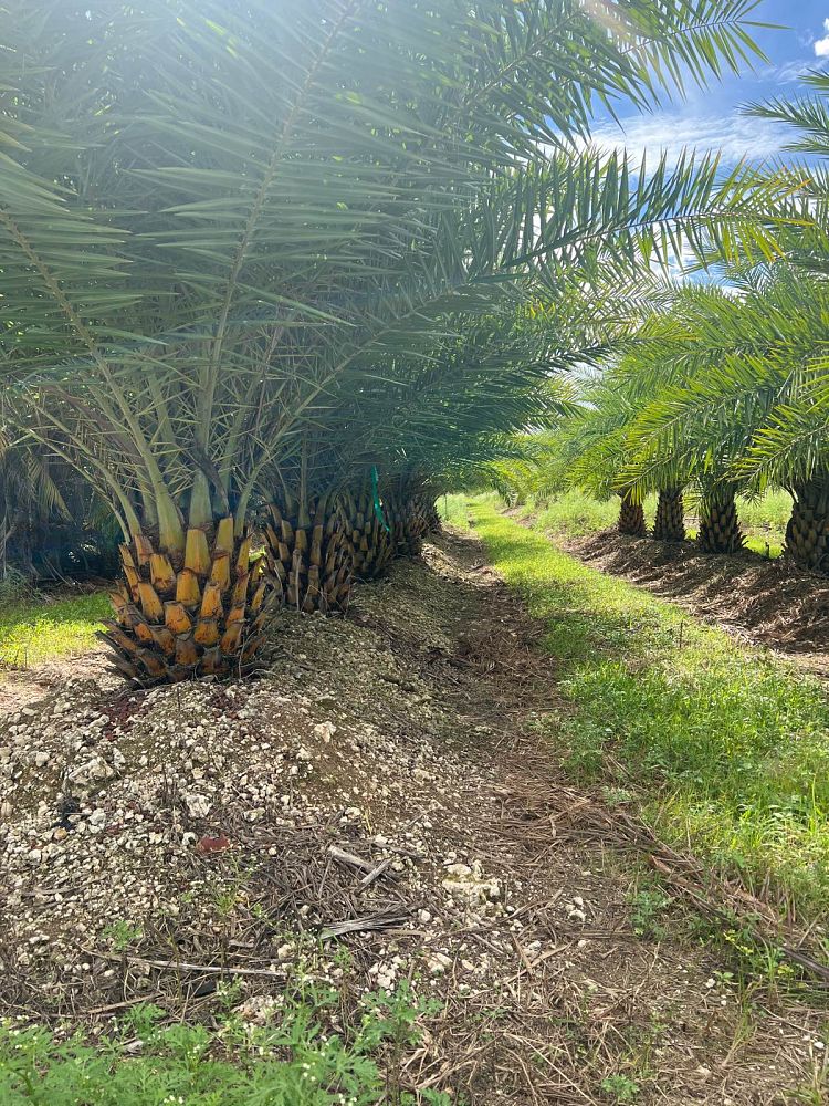 phoenix-sylvestris-sylvester-date-palm-silver-date-palm-wild-date-palm