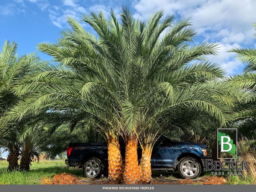 phoenix-sylvestris-sylvester-date-palm-silver-date-palm-wild-date-palm