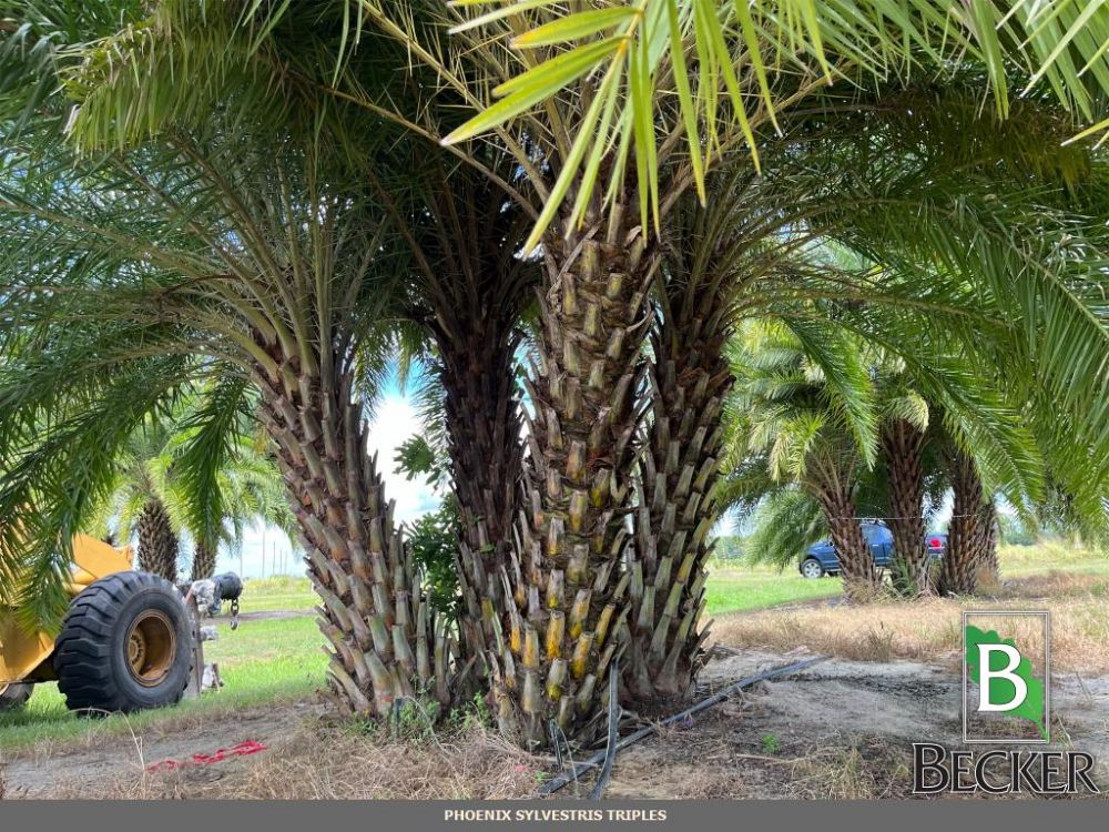 phoenix-sylvestris-sylvester-date-palm-silver-date-palm-wild-date-palm