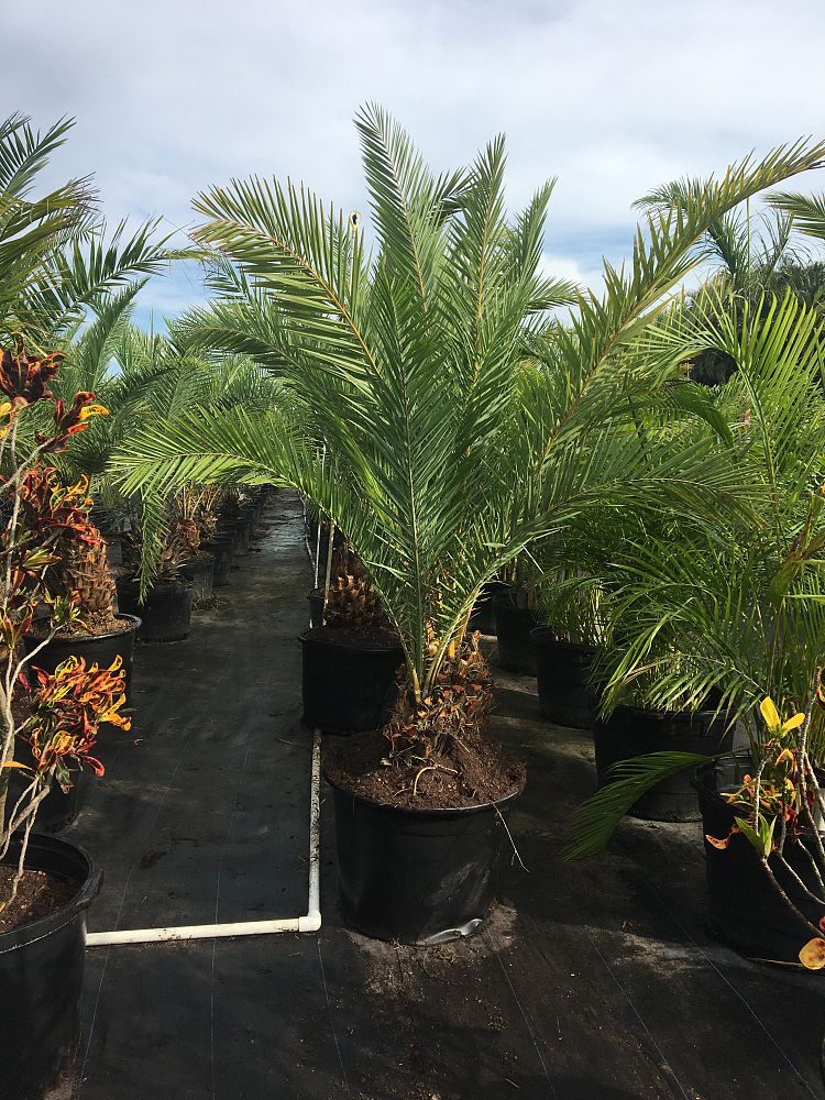 phoenix-sylvestris-sylvester-date-palm-silver-date-palm-wild-date-palm