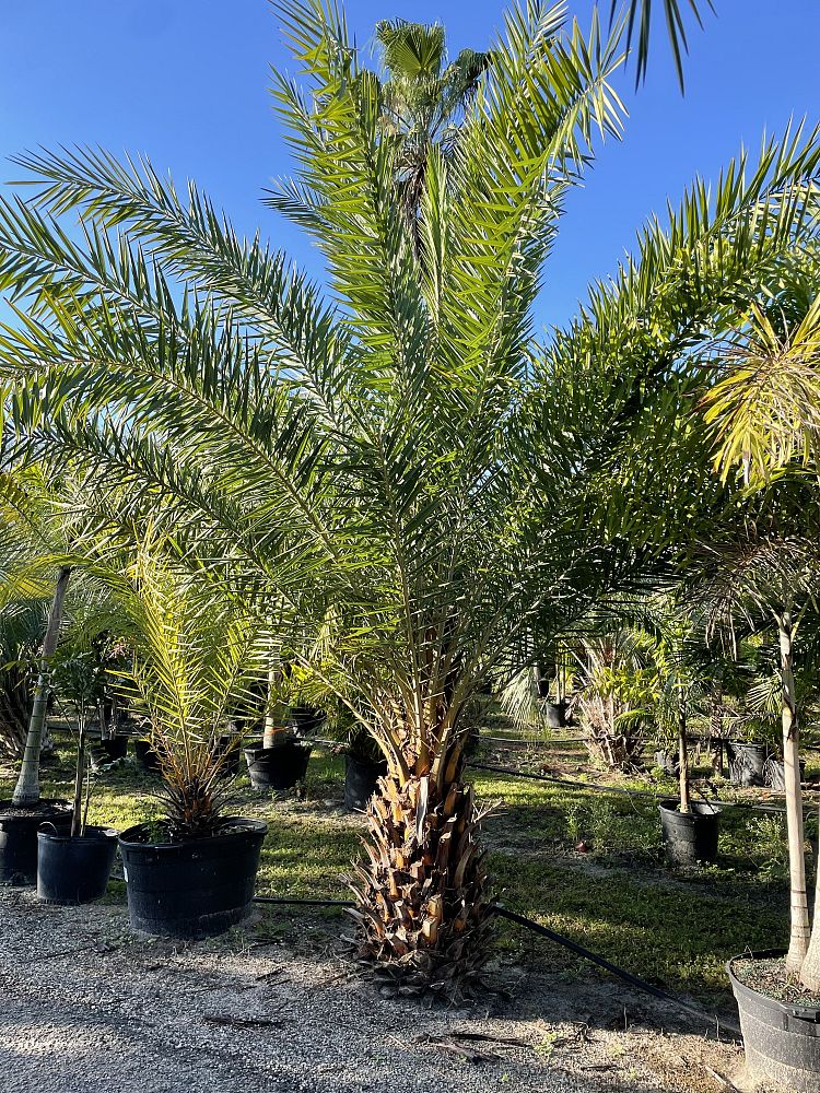 phoenix-sylvestris-sylvester-date-palm-silver-date-palm-wild-date-palm
