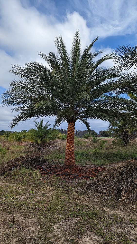 phoenix-sylvestris-sylvester-date-palm-silver-date-palm-wild-date-palm