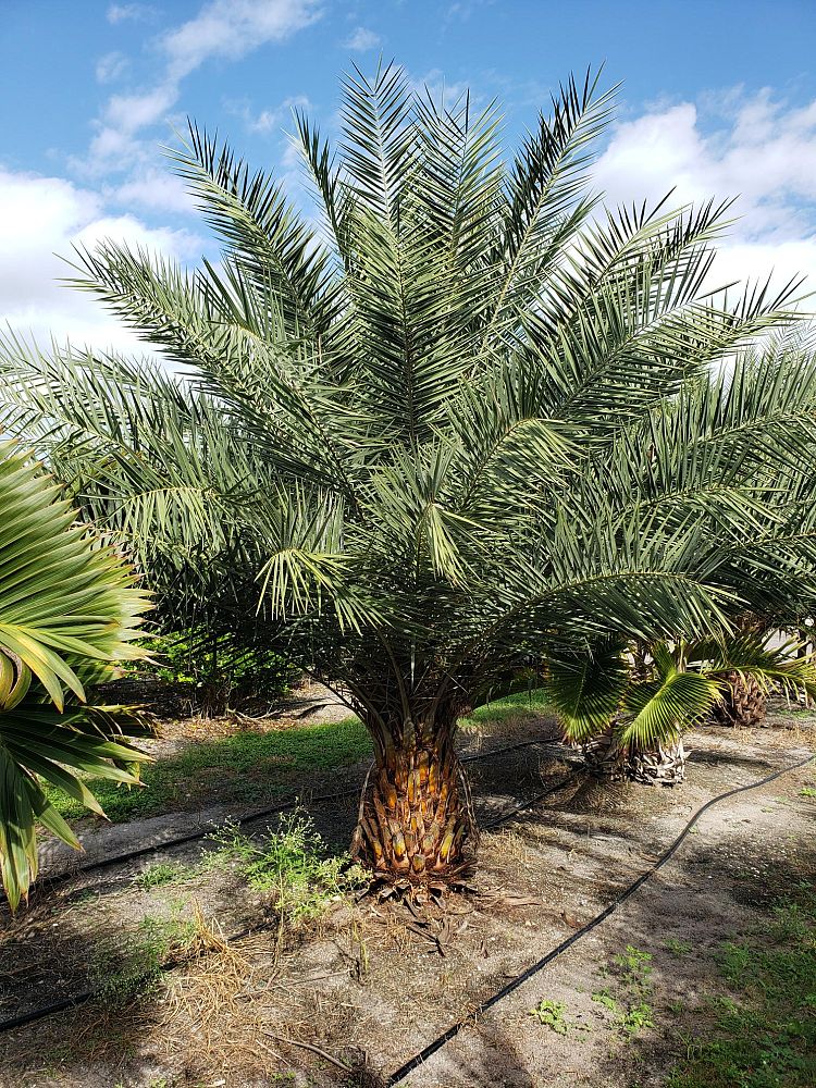 phoenix-sylvestris-sylvester-date-palm-silver-date-palm-wild-date-palm