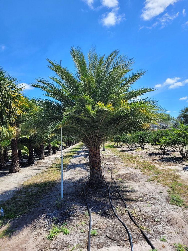 phoenix-sylvestris-sylvester-date-palm-silver-date-palm-wild-date-palm