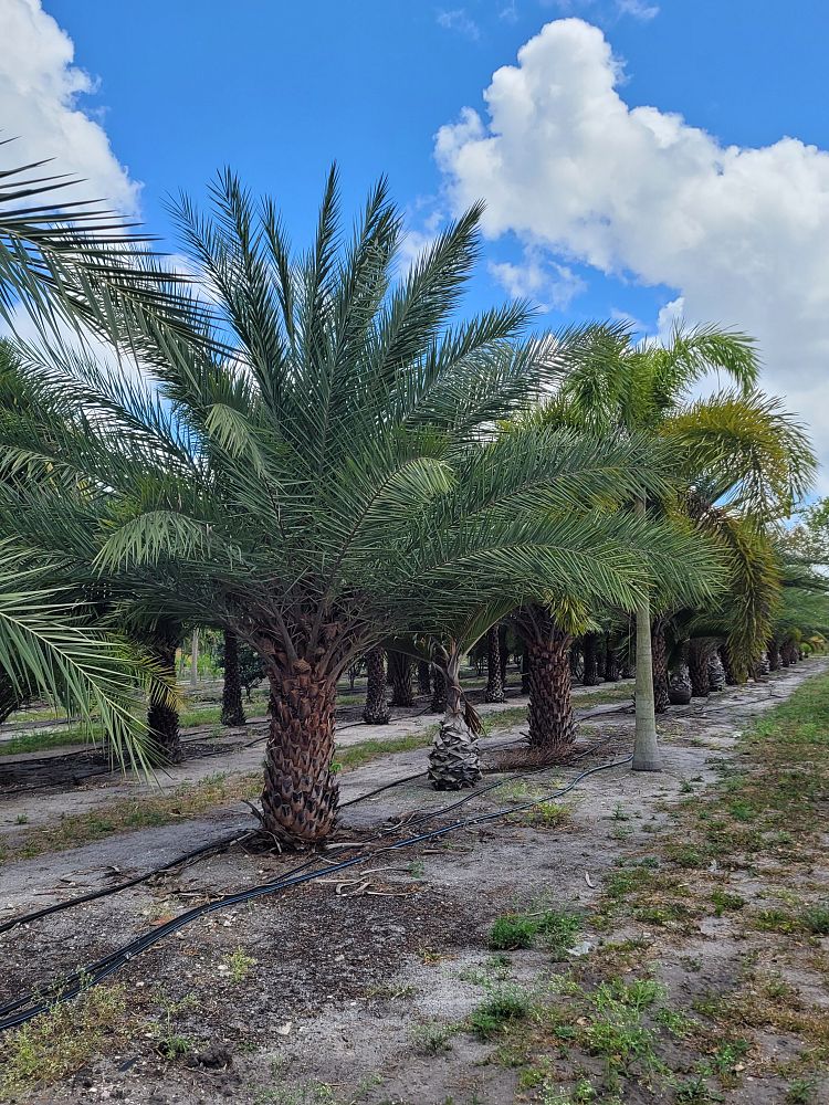 phoenix-sylvestris-sylvester-date-palm-silver-date-palm-wild-date-palm