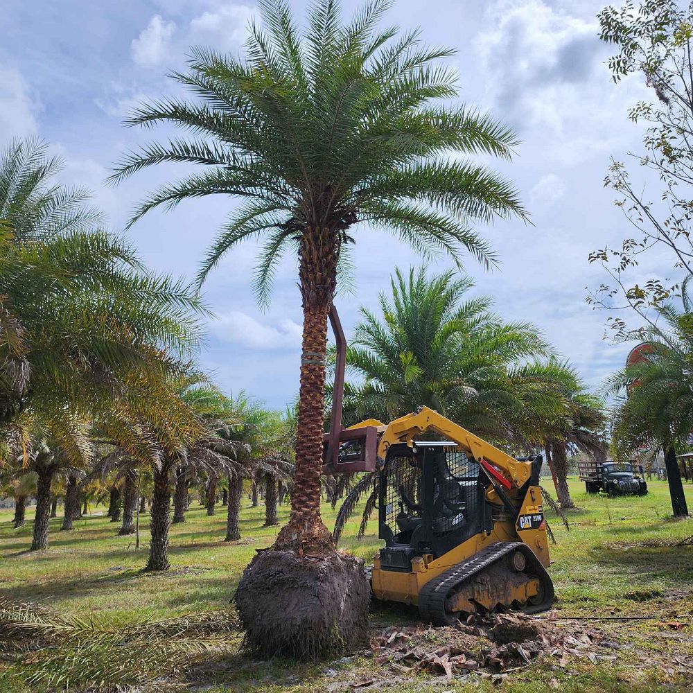 phoenix-sylvestris-sylvester-date-palm-silver-date-palm-wild-date-palm