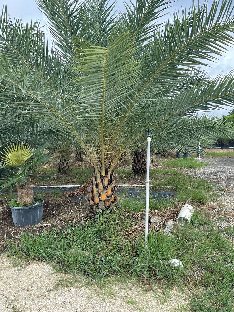 phoenix-sylvestris-sylvester-date-palm-silver-date-palm-wild-date-palm