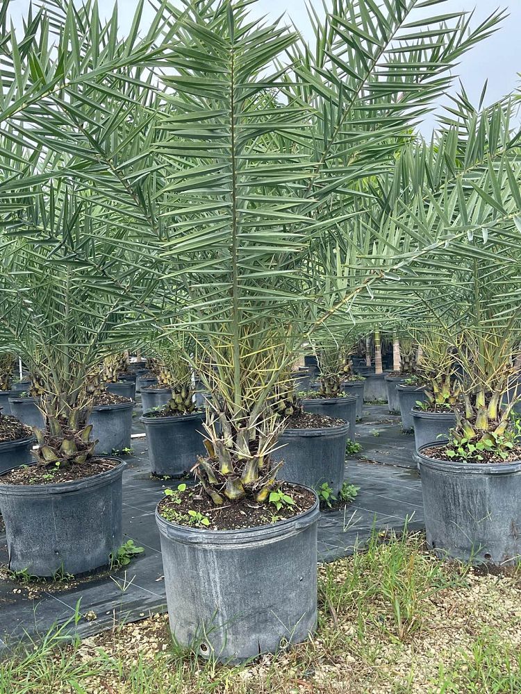 phoenix-sylvestris-sylvester-date-palm-silver-date-palm-wild-date-palm