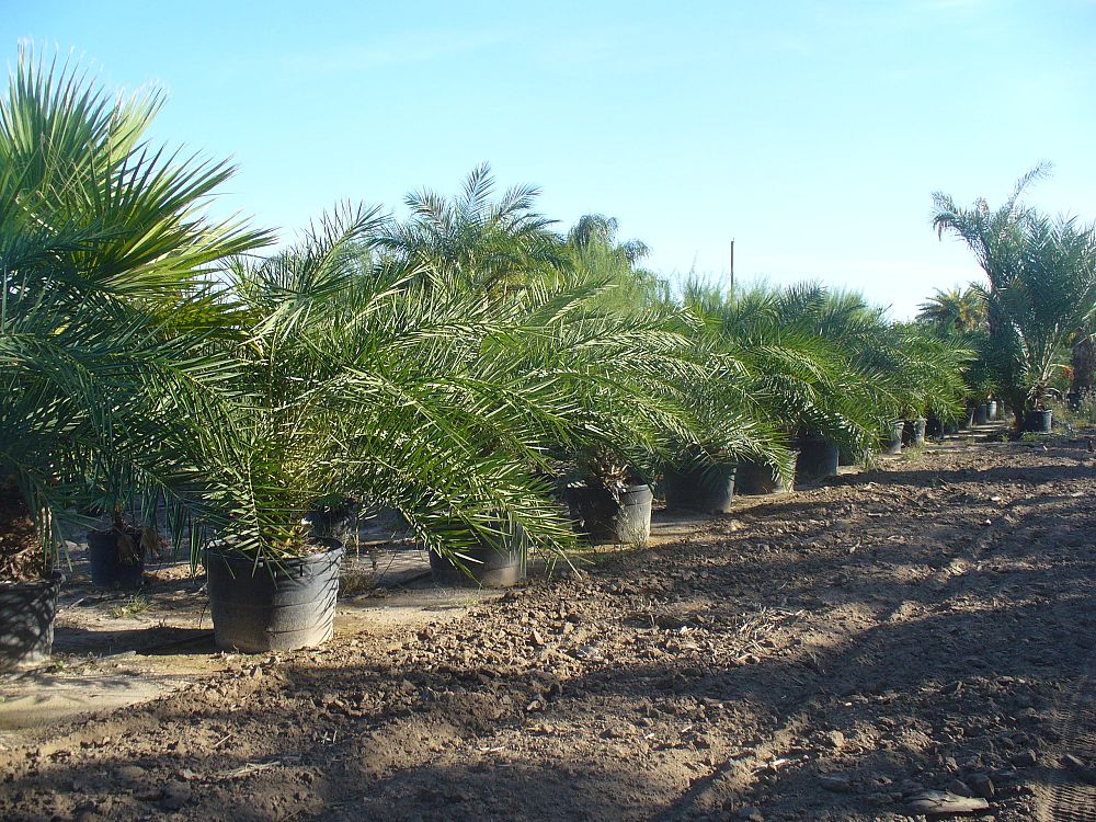 phoenix-sylvestris-sylvester-date-palm-silver-date-palm-wild-date-palm