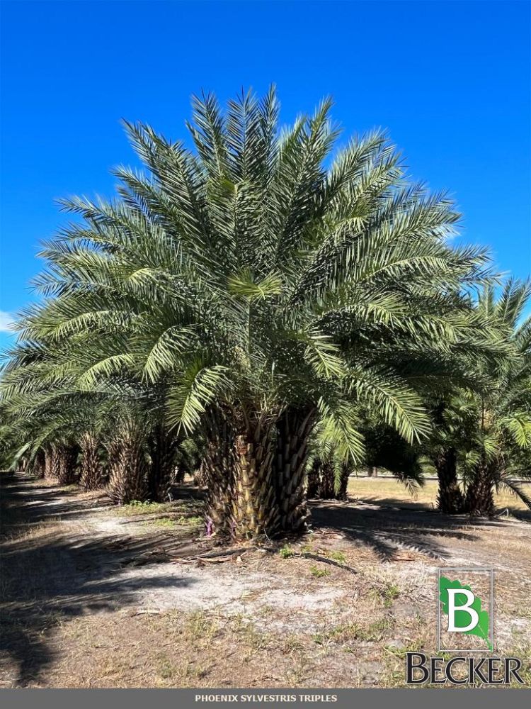 phoenix-sylvestris-sylvester-date-palm-silver-date-palm-wild-date-palm