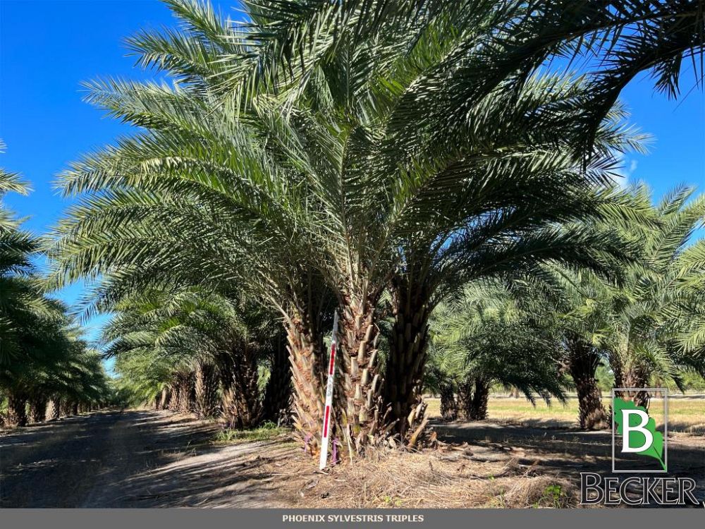 phoenix-sylvestris-sylvester-date-palm-silver-date-palm-wild-date-palm
