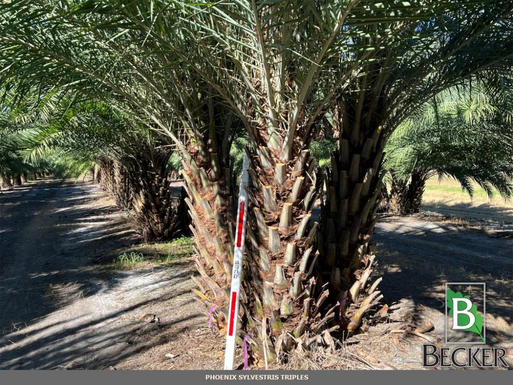phoenix-sylvestris-sylvester-date-palm-silver-date-palm-wild-date-palm