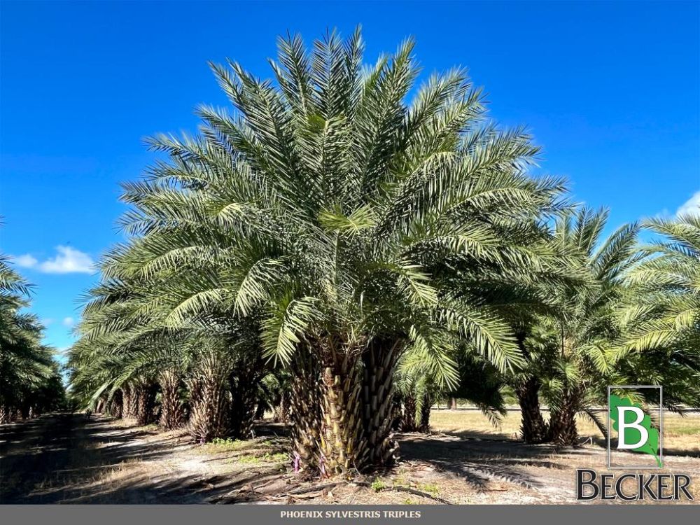 phoenix-sylvestris-sylvester-date-palm-silver-date-palm-wild-date-palm