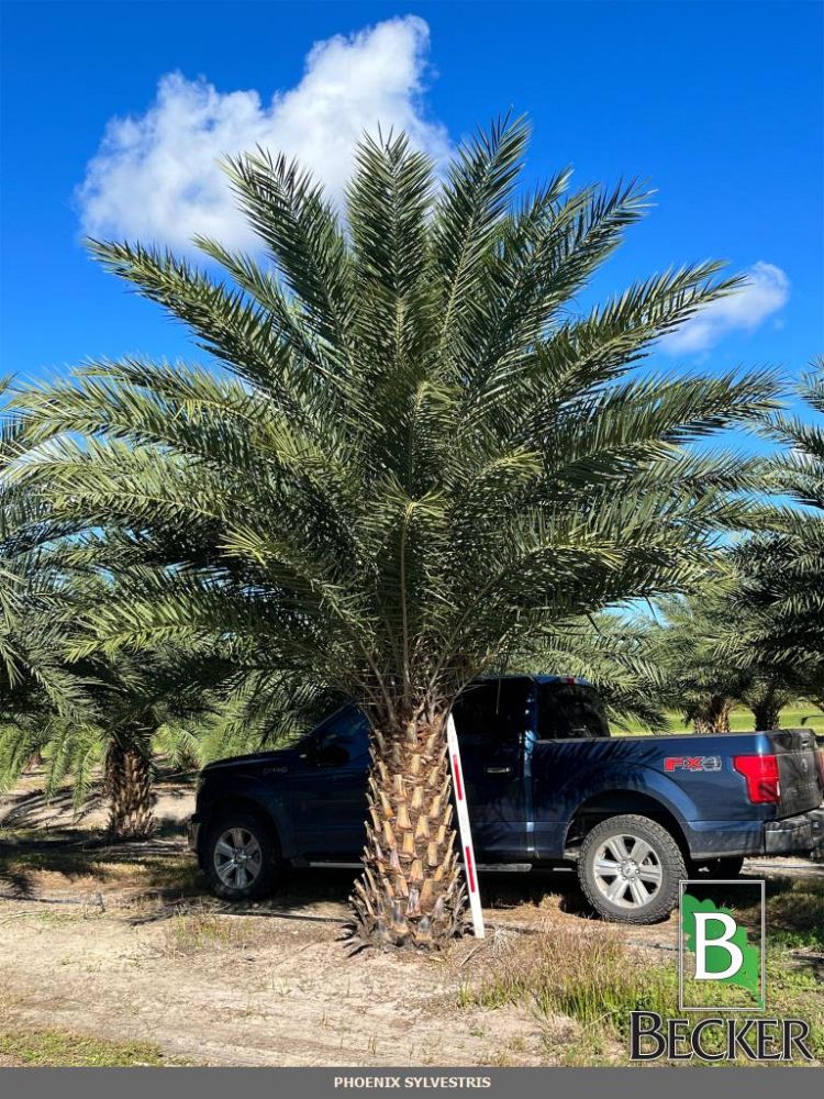 phoenix-sylvestris-sylvester-date-palm-silver-date-palm-wild-date-palm