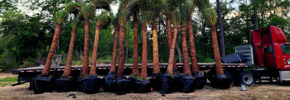 phoenix-sylvestris-sylvester-date-palm-silver-date-palm-wild-date-palm