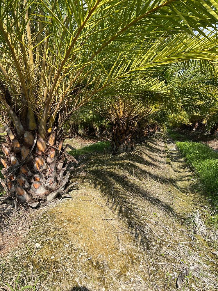 phoenix-sylvestris-sylvester-date-palm-silver-date-palm-wild-date-palm
