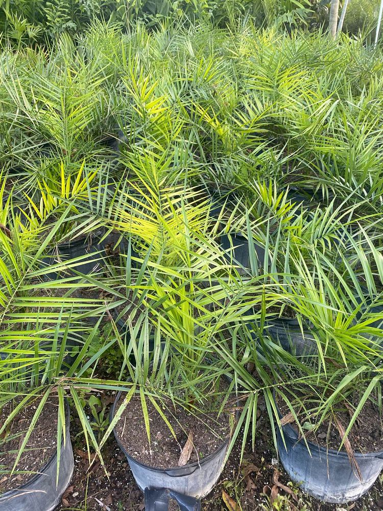 phoenix-sylvestris-sylvester-date-palm-silver-date-palm-wild-date-palm