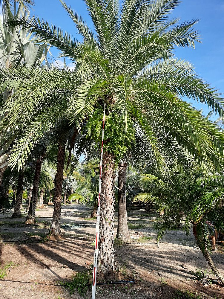 phoenix-sylvestris-sylvester-date-palm-silver-date-palm-wild-date-palm