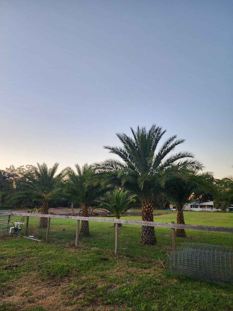 phoenix-sylvestris-sylvester-date-palm-silver-date-palm-wild-date-palm