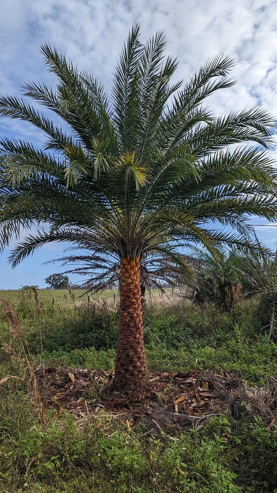 phoenix-sylvestris-sylvester-date-palm-silver-date-palm-wild-date-palm