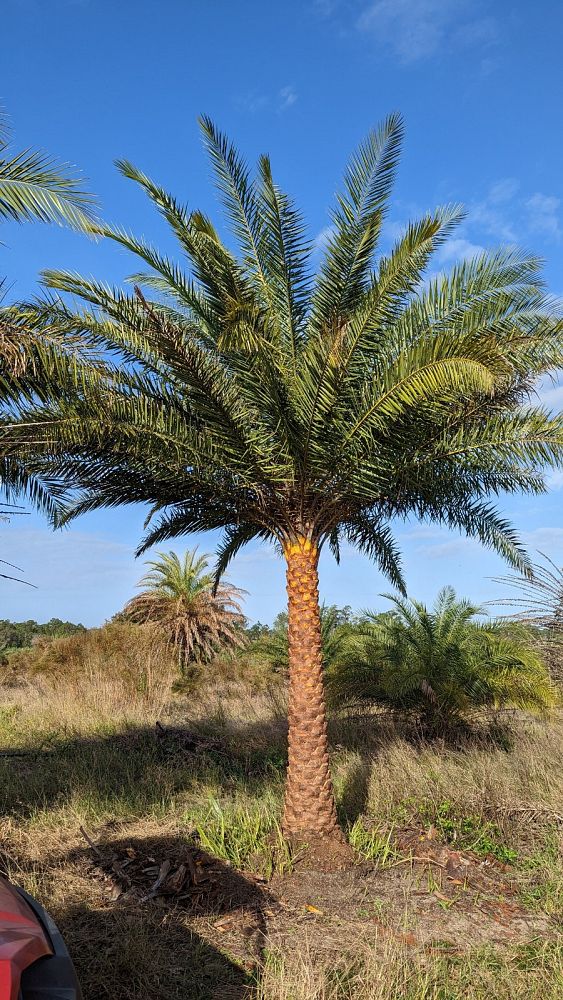 phoenix-sylvestris-sylvester-date-palm-silver-date-palm-wild-date-palm