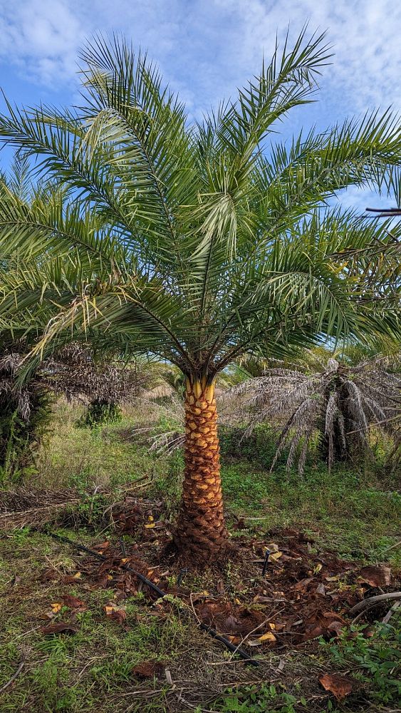 phoenix-sylvestris-sylvester-date-palm-silver-date-palm-wild-date-palm