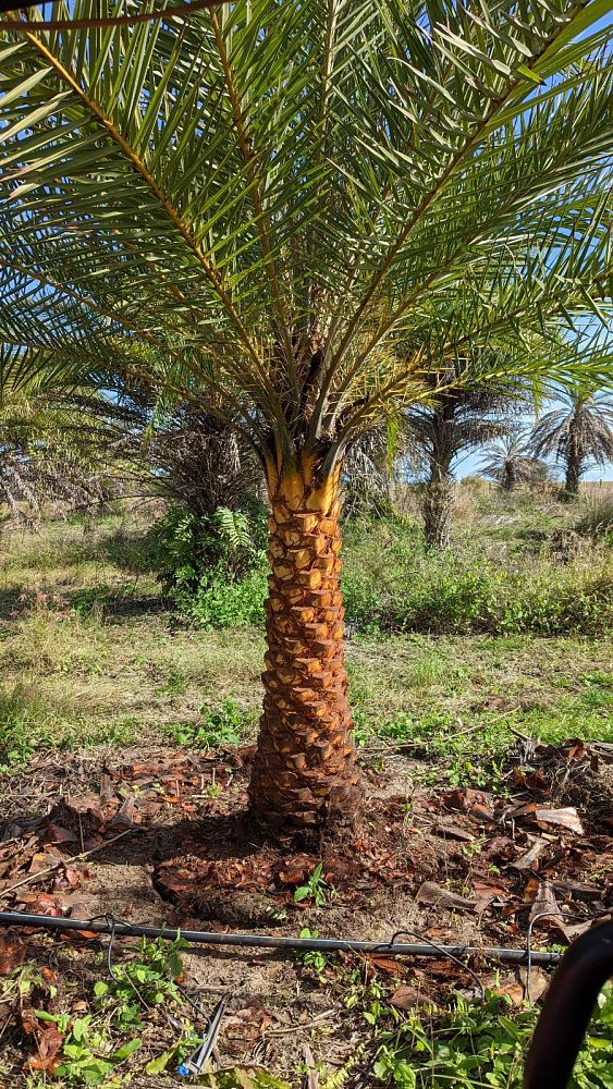 phoenix-sylvestris-sylvester-date-palm-silver-date-palm-wild-date-palm