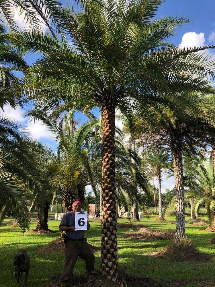 phoenix-sylvestris-sylvester-date-palm-silver-date-palm-wild-date-palm
