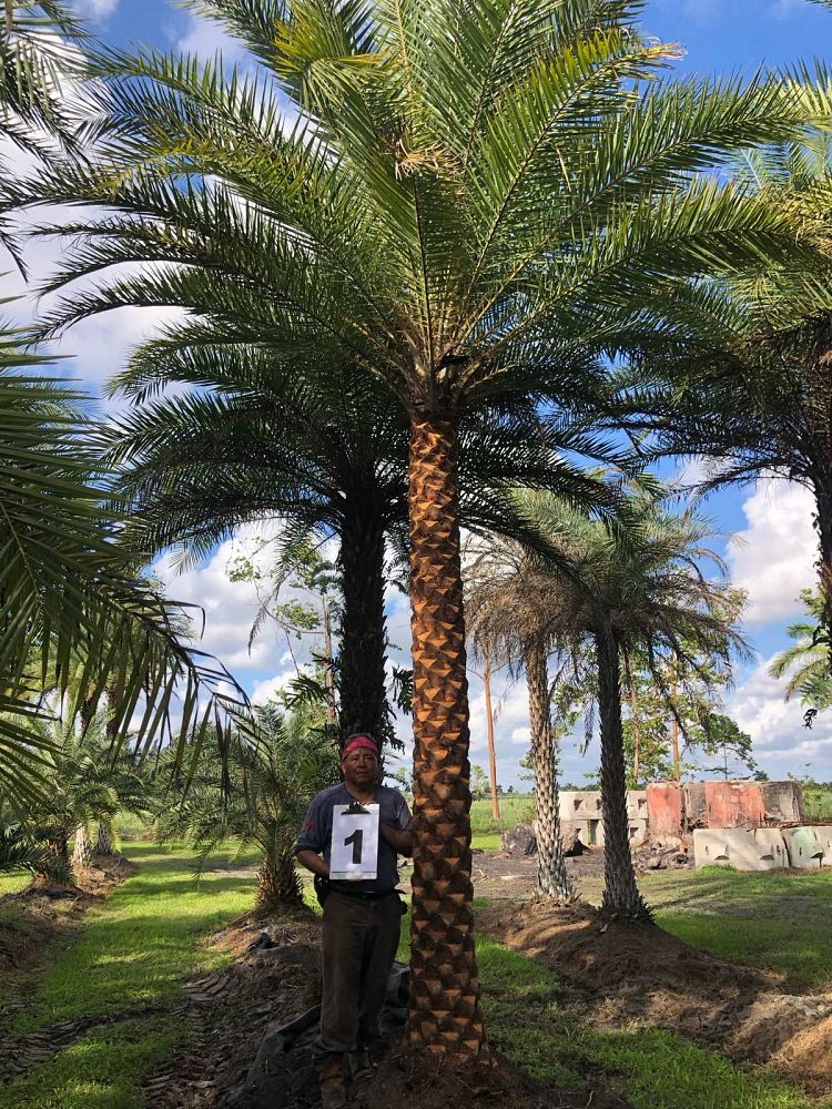 phoenix-sylvestris-sylvester-date-palm-silver-date-palm-wild-date-palm