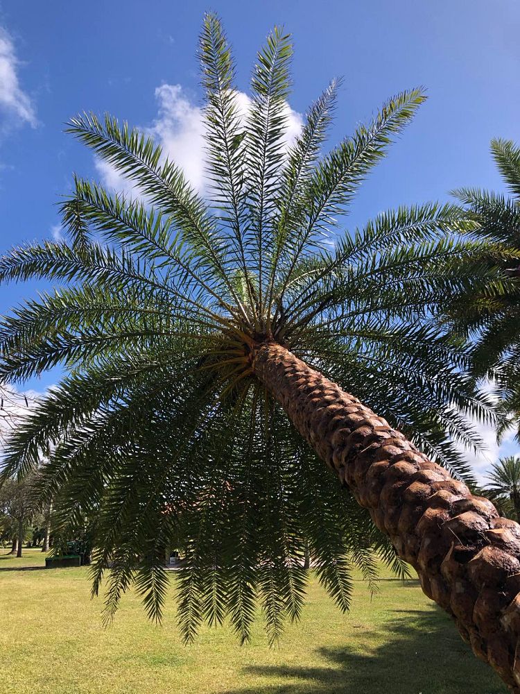 phoenix-sylvestris-sylvester-date-palm-silver-date-palm-wild-date-palm
