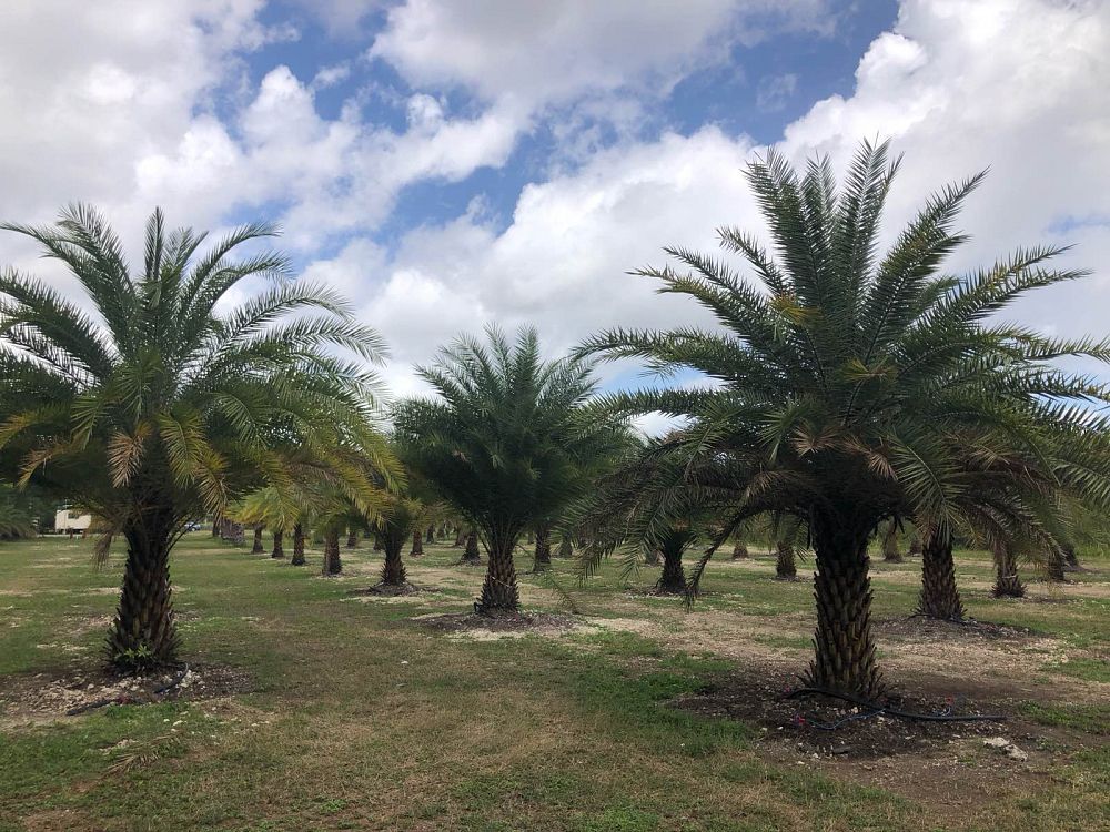 phoenix-sylvestris-sylvester-date-palm-silver-date-palm-wild-date-palm