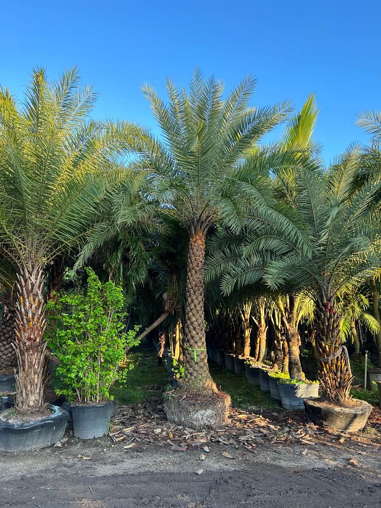phoenix-sylvestris-sylvester-date-palm-silver-date-palm-wild-date-palm