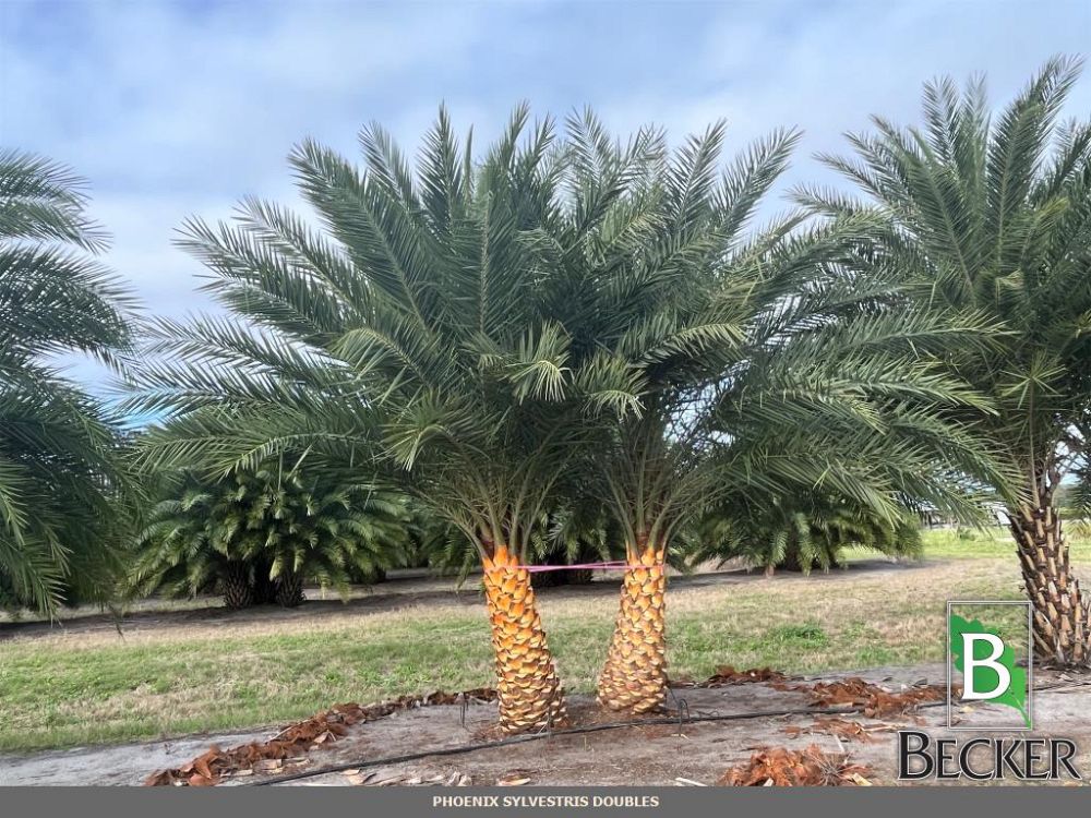 phoenix-sylvestris-sylvester-date-palm-silver-date-palm-wild-date-palm