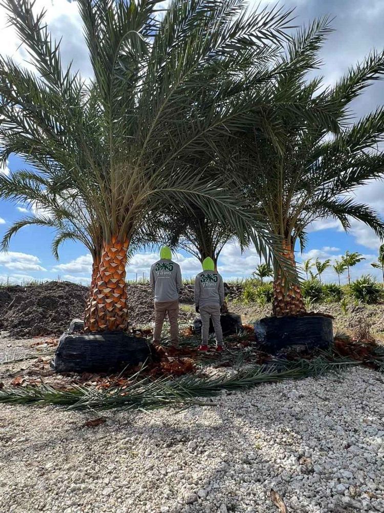 phoenix-sylvestris-sylvester-date-palm-silver-date-palm-wild-date-palm
