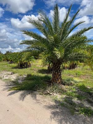 phoenix-sylvestris-sylvester-date-palm-silver-date-palm-wild-date-palm