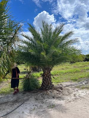 phoenix-sylvestris-sylvester-date-palm-silver-date-palm-wild-date-palm