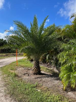 phoenix-sylvestris-sylvester-date-palm-silver-date-palm-wild-date-palm