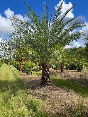 phoenix-sylvestris-sylvester-date-palm-silver-date-palm-wild-date-palm
