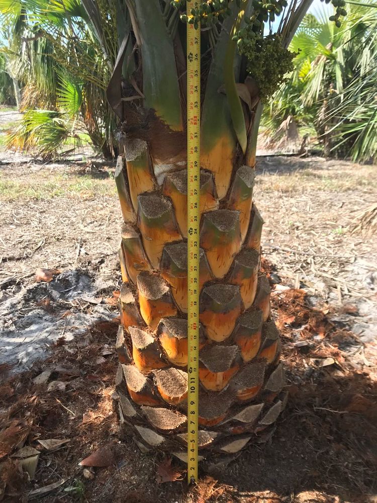 phoenix-sylvestris-sylvester-date-palm-silver-date-palm-wild-date-palm