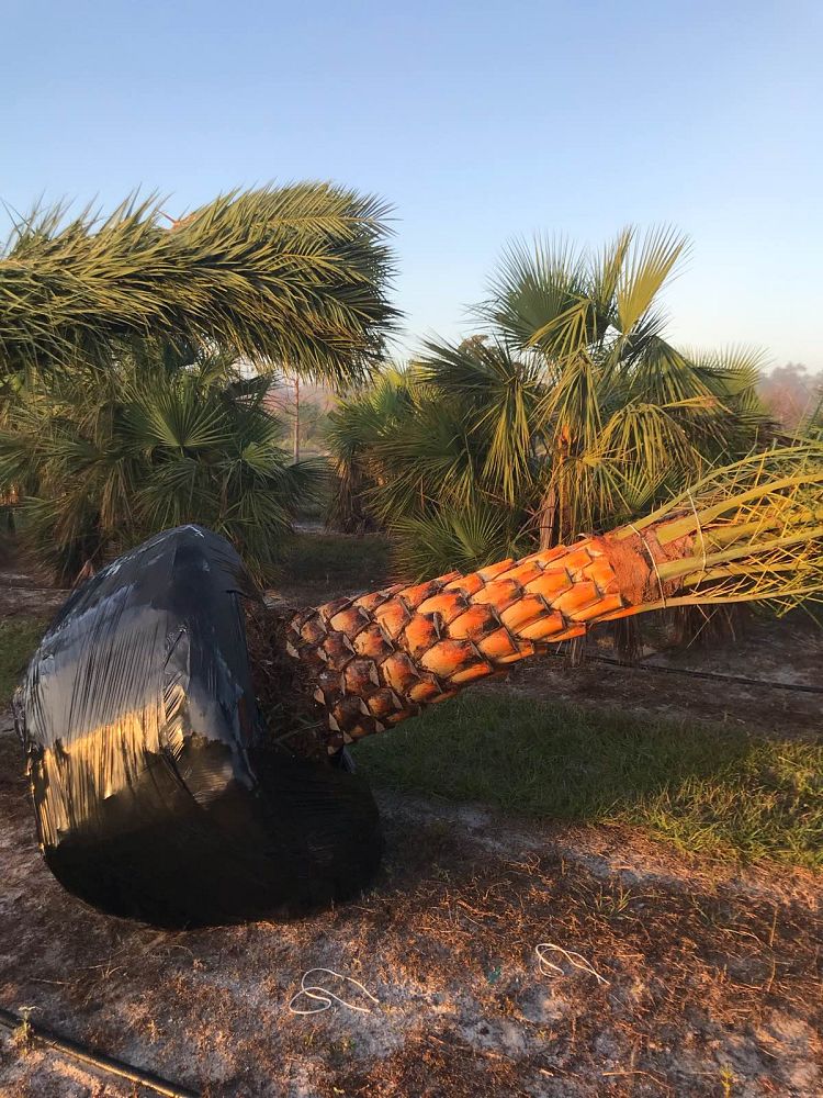 phoenix-sylvestris-sylvester-date-palm-silver-date-palm-wild-date-palm